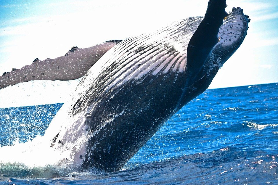 Everything You Ever Wanted to Know About Bitcoin Whales